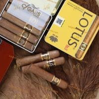 Cigar-Lotus-no-2-min